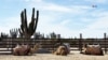 Camellos en México: Una historia de adaptación y cuidado
