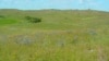 Tallgrass Still Waves on the Plains 