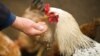 Have Your ‘Chickens Come Home to Roost?'
