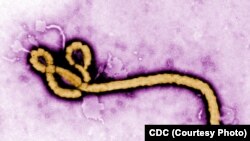 Mfano wa kirusi cha Ebola