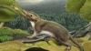 Dealing with Dinosaurs Gave Mammals Night Vision
