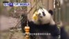 VOA國際60秒(粵語): 2019年1月23日