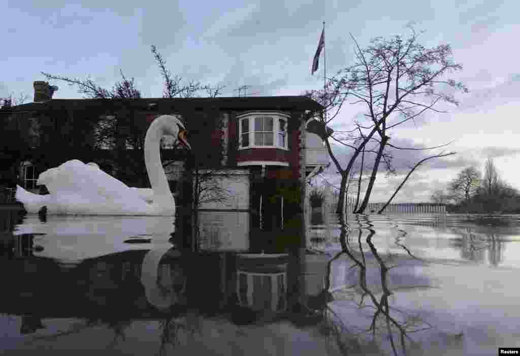 Seekor angsa berenang di kota Henley-on-Thames di Inggris selatan yang tergenang oleh sungai yang meluap akibat banjir.