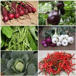 Hasil panen dari kebun Syarif Syaifulloh.