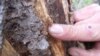Billions of Dead Trees Force US Fire Crews to Shift Tactics