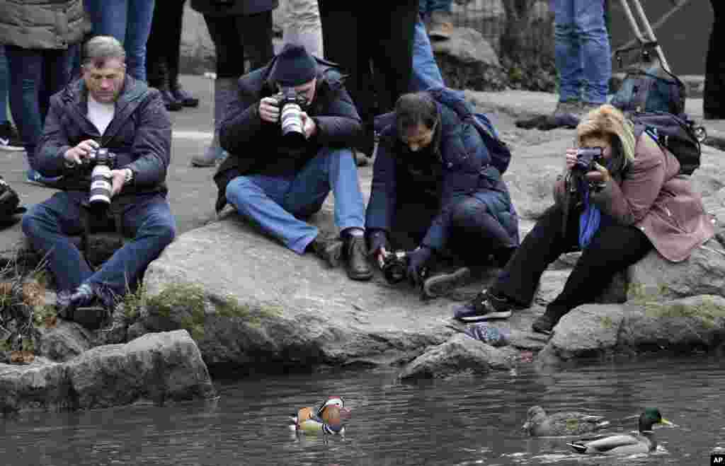2018年12月5日,在纽约中央公园,人们拍摄一只鸳鸯(Mandarin duck)。它自从几周前出现在中央公园,已成为明星和网红。其异国情调的外形吸引大量民众前往观赏。一般认为鸳鸯主要分布在东亚,纽约市公园局表示,不清楚它从何地迁徙到纽约。它出现后又一度小时,粉丝们在网上发出寻鸭通告。华盛顿邮报报道,人们担心它可能被盗或被人吃掉了。纽约公园局称其可能己飞离纽约寒冷水域。但后来鸳鸯回来了。