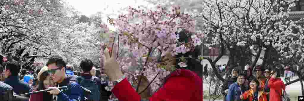 In this combination of photos, from left to right: A couple takes a selfie under the blooming cherry trees at Ueno park in Tokyo, April 2, 2017; a woman takes a selfie with cherry blossoms in Beijing, March 25, 2017; visitors take a selfie with cherry blossoms in Seoul; April 8, 2017. 