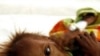 Report Says Hunger Costing Poor Countries Billions