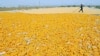 China Tolak Jagung Amerika di Tengah Ketegangan Perdagangan