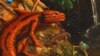 Artist is Drawn to Nature's Oddities