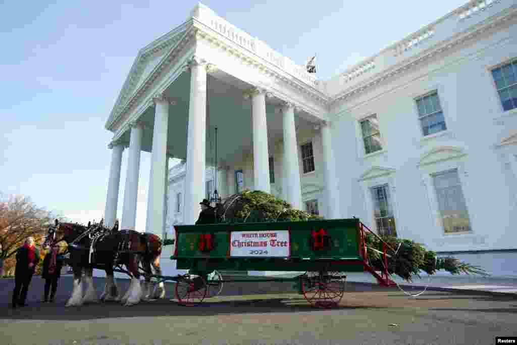 Otra de las decoraciones más esperadas de la época es la de Casa Blanca, en Washington. Dos imponentes caballos llevaron el lunes 25 de noviembre el gran árbol que adornará la casa presidencial. 