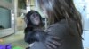 Conservationists Partner with Locals to Save African Forests 