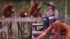 Dr. Birute Mary Galdikas bersama beberapa orangutan di Kalimantan (foto: courtesy).