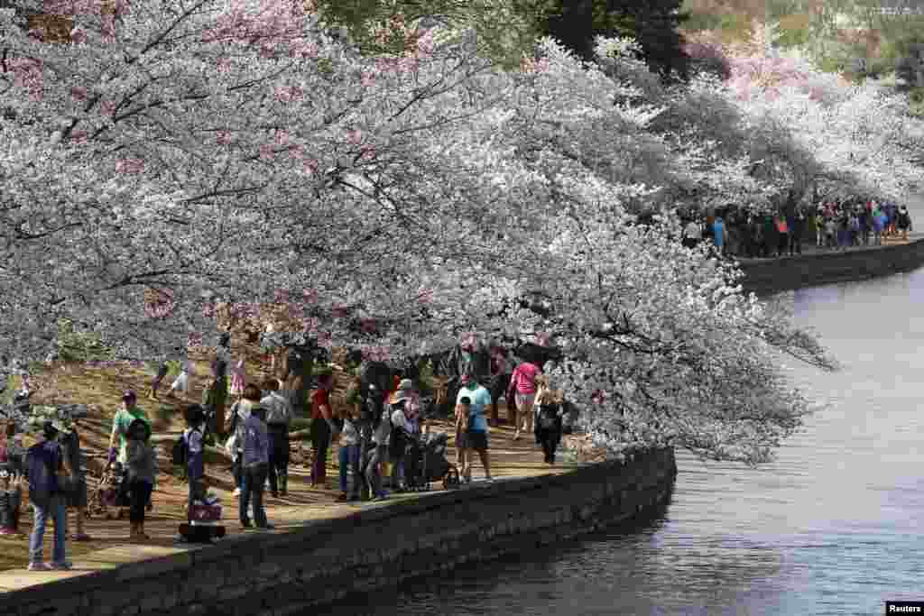 樱花怒放日,游客众多时。