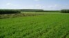 Scientists: Clean Fuel From 'Bionic Leaf' Could Ease Pressure on Farmland 