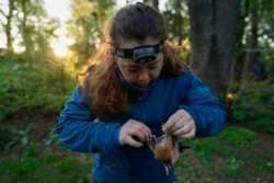 Emily Williams, ahli ekologi unggas dan mahasiswa doktoral Universitas Georgetown dengan lembut melepaskan seekor burung robin Amerika dari jaring nilon di Silver Spring, Md, Sabtu, 24 April 2021. (AP)