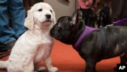 Pua, right, a 5-month old French bulldog inspects McKenzie, a 8-week old golden retriever during a news conference at the American Kennel Club headquarter, Wednesday, March 28, 2018, in New York. American Kennel Club rankings released in 2018 show French