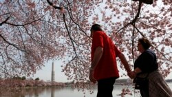 El Monumento a Washington se refleja cuando una pareja camina de la mano debajo de los cerezos a lo largo de la Cuenca Tidal en Washington el 8 de abril de 2013.