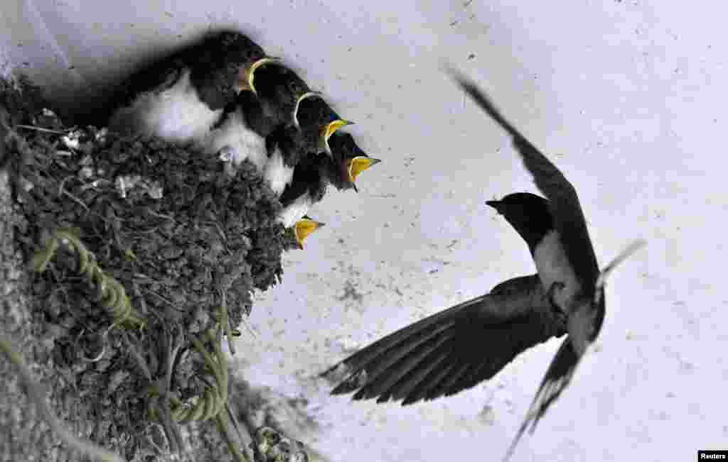 Burung walet memberi makan anak-anaknya di sebuah atap rumah di Dongfeng, Guiyang, provinsi Guizhou, China.