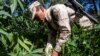 México cada vez más cerca de legalizar el uso recreativo de la marihuana