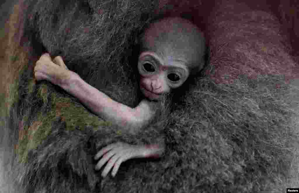 濒临灭绝的银色长臂猿（Gibbon）的新生婴儿在其母亲的怀里，在捷克共和国布拉格动物园亮相（2018年8月14日）。