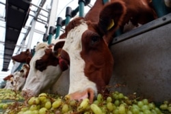 The buoyant bovines live on the top floor, while their milk is turned into cheese, yogurt and butter on the middle level, and the cheese is matured at the bottom.