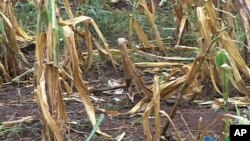 Os subsídios, "não devem ser permanentes", mas o objectivo de aumentar a produtividade é prejudicado por a agricultura moçambicana ser de subsistência.