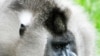 Endangered Primate Offers Clues to Climate Change