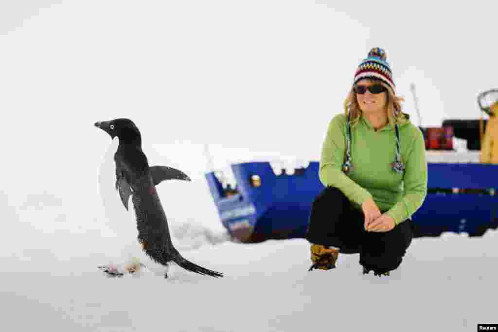 Barbara Tucker, a passenger aboard the trapped ship MV Akademik Shokalskiy looks at an Adelie penguin walking by on the ice off East Antarctica December 29, 2013, some 100 nautical miles (185 km) east of French Antarctic station Dumont D'Urville and about