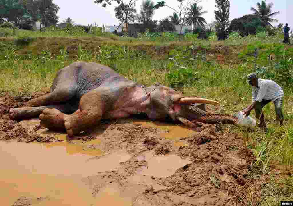 Seorang penjaga hutan memberikan air kepada seekor gajah Asia yang patah kaki depannya, di desa Avverahalli, pinggiran Bengaluru, India.
