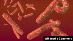 Uganda imethibitisha kesi ya pili ya virusi vya Ebola