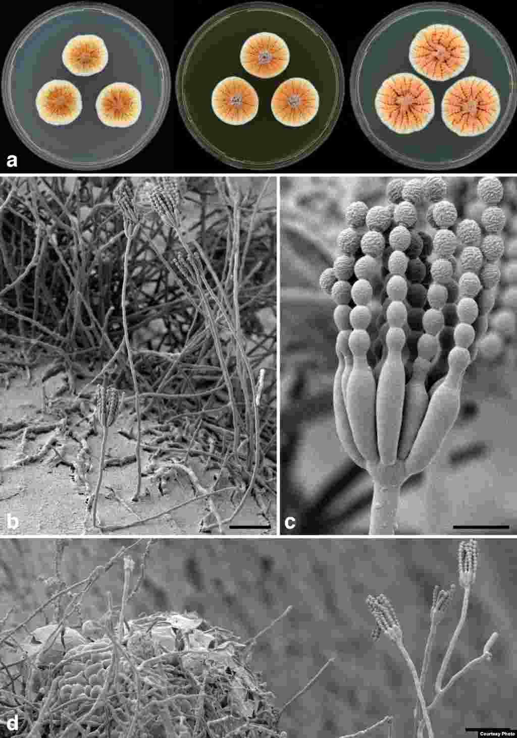 DiOrange Penicillium – ‘เชื้อราสีส้ม’ พบอยู่ตามพื้นดินในตูนีเซีย นิตยสารวิทยาศาสตร์ในเนเธอร์แลนด์เป็นผู้เปิดเผย