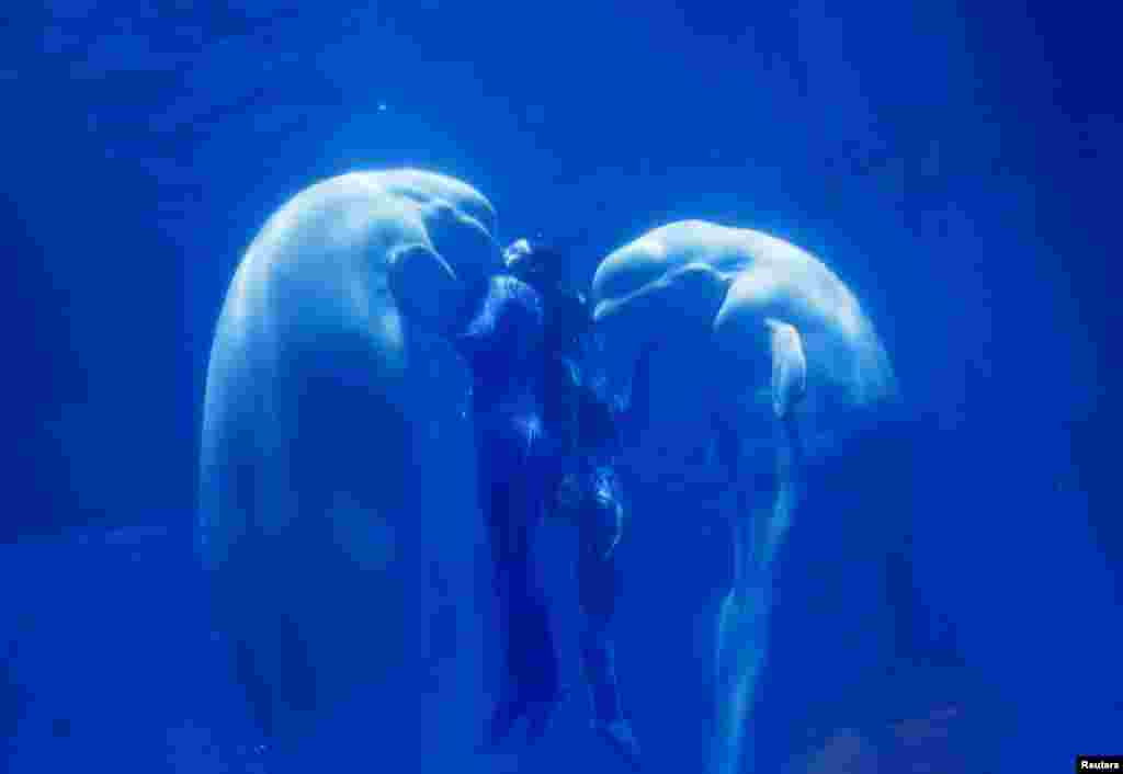 Dua ikan paus Beluga dan pelatihnya membentuk tanda "Hati" pada pertunjukan di Harbin, Heilongjiang, China.