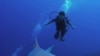 Buscan tiburón asesino