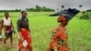 Africa Fails to Increase Agriculture Budgets, says Report