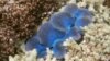 Coral Sperm Frozen to Protect Australia’s Great Barrier Reef