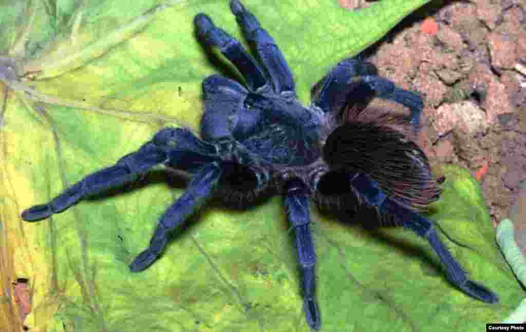 Pterinopelma sazimai. Common Name: Sazima’s Tarantula. This hairy blue tarantula is a beauty from Brazil. (Photo: Rogerio Bertani/Instituto Butantan)
