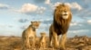 ภาพจากภาพยนตร์ "Mufasa: The Lion King." 
