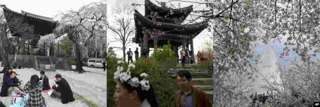 In this combination of photos showing cherry blossoms with both traditional and modern architecture in Tokyo, Beijing, and Seoul, from left to right: People enjoy lunch at Zojoji Buddhist temple in Tokyo, March 31, 2017; visitors to the Yuyuantan Cherry Blossom festival walk past a Chinese pavilion in Beijing, March 25, 2017; the Lotte World Tower is seen near cherry blossoms in Seoul, April 9, 2017. 