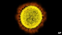 This 2020 electron microscope image made available by the National Institute of Allergy and Infectious Diseases shows a Novel Coronavirus SARS-CoV-2 particle isolated from a patient, in a laboratory in Fort Detrick, Maryland. (NIAID/NIH via AP, File)