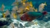 Marine Life Reacting Faster to Climate Change