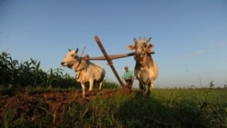 အမျိုးသားမြေယာဥပဒေကြမ်း ရေးဆွဲမှုရပ်ဆိုင်းထားဖို့ အရပ်ဘက်အဖွဲ့တွေ တောင်းဆို