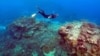 Study: More Marine Heat Waves Threaten Fish, Corals