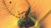 Researchers Make Surprising Discovery about Ancient Mosquitoes