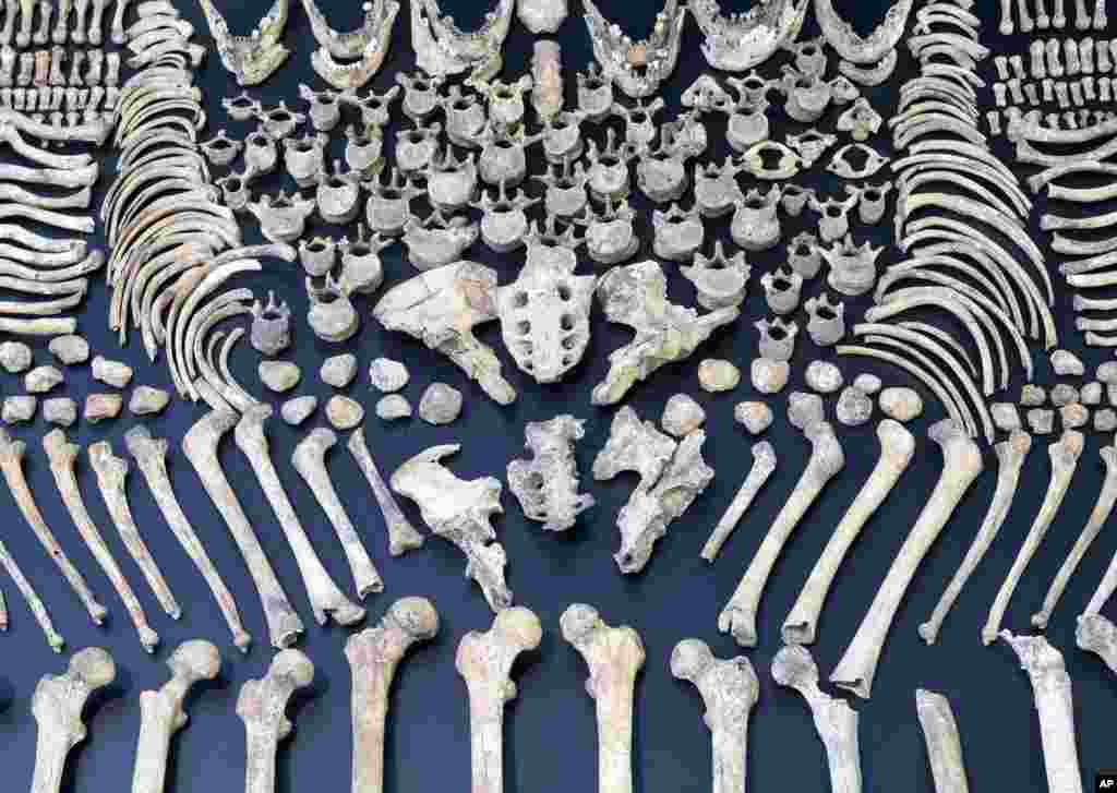 Tulang manusia berusia lima ribu tahun dipajang selama pameran 'di Museum Prasejarah di kota Halle, Jerman.