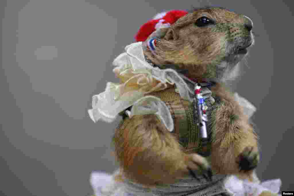 A hamster wears a whistle and a ribbon in Thailand's national colors as he is placed by his owner at one of the protesters' encampment in Bangkok's shopping district.