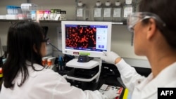 La Dre Sonia Macieiewski (R) et la Dre Nita Patel examinent un échantillon d'un virus respiratoire dans les laboratoires Novavax de Rockville, Maryland, l'un des laboratoires développant un vaccin pour le coronavirus.