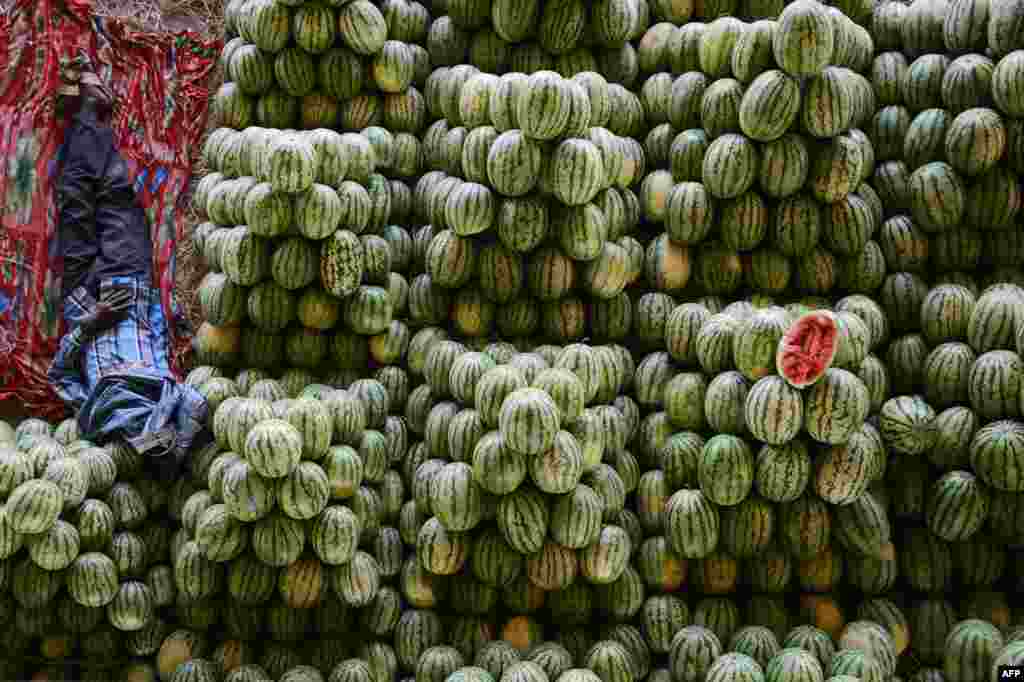 Seorang petani India tidur di antara buah semangka miliknya sebelum dijual dalam lelang di kota Hyderabad.