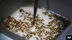 In this Feb. 1, 2016 photo, a technician from the British biotec company Oxitec, inspects the pupae of genetically-modified Aedes aegypti mosquitoes, which carry the Zika virus, in Campinas, Brazil. 