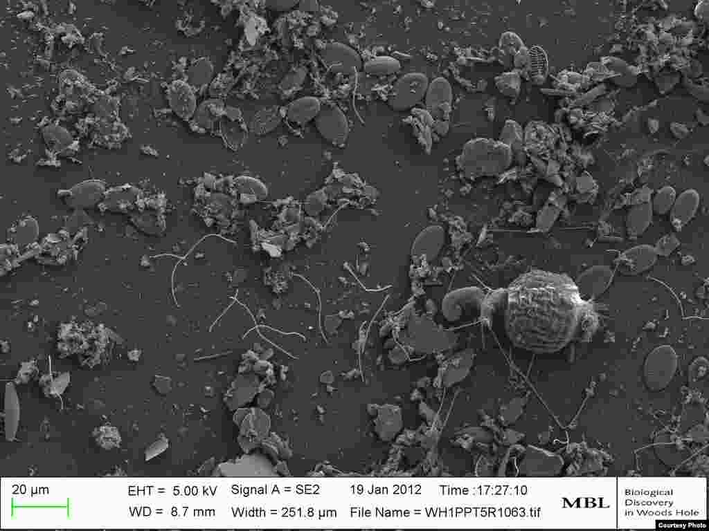 An experiment shows biofilm of micro-organisms that develop after only a couple of weeks in the open ocean. (Credit: Lily Patterson & Helena Oldenbourg)
